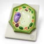 Plant Cell Model, Small